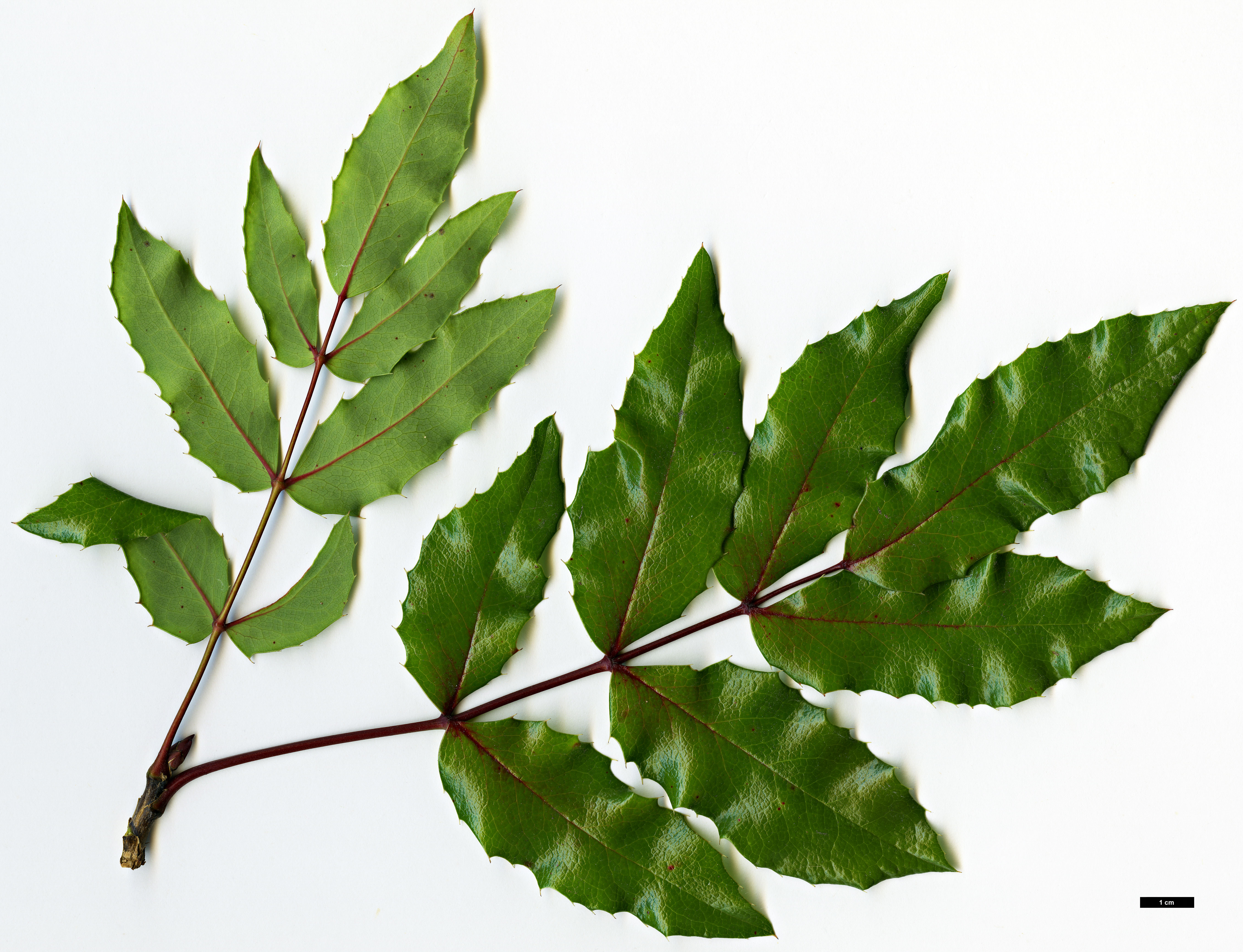 High resolution image: Family: Berberidaceae - Genus: Mahonia - Taxon: ×wagneri - SpeciesSub: 'Undulata' (M.aquifolium × M.pinnata)